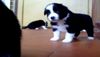 Border Collie, Alice geb 19.5.2010