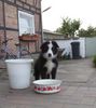 Border Collie, amber