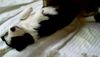 Border Collie, Amigo schl�ft