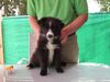 Border Collie, angle