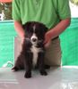 Border Collie, amber