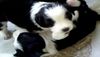 Border Collie, Ringkampf