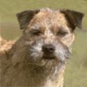 Border Terrier Border Terrier