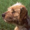Bosnischer Rauhhaariger Laufhund, Bosanski Ostrodlaki Gonic Bosnischer Rauhhaariger Laufhund, Bosanski Ostrodlaki Gonic