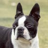 Boston Terrier