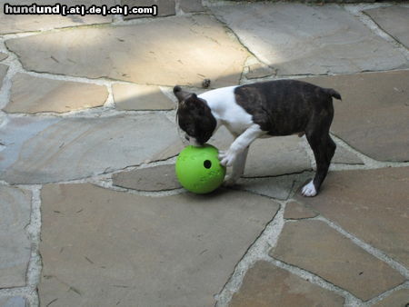 Boston Terrier Wie komme ich an die K�rnchen, die in diesem Ball stecken ?