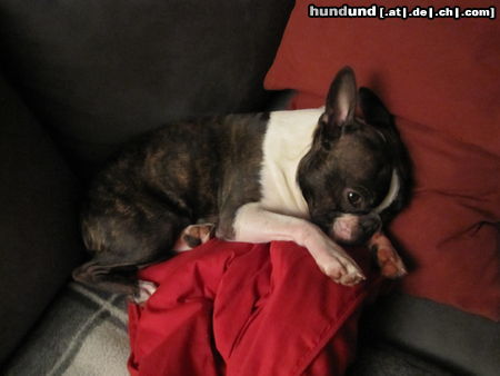 Boston Terrier Er hat mit seinem Bruder getobt und ist nun ziemlich m�de.