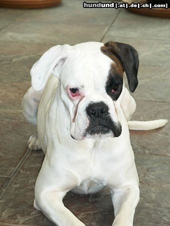 Boxer Athene vom Guten Mann (Luna)