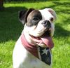 , Wei�er Boxer \
