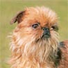 Brabancon, Brabanter Griffon Brabancon, Brabanter Griffon