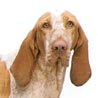Bracco Italiano, Italienische Bracke Bracco Italiano, Italienische Bracke