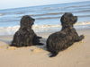 , meine Hunde