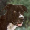 Bull-Boxer Bull-Boxer