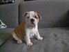 Bulldog