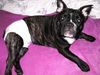 Bulldog, keyisha- melody