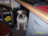Bulldog, mein lieblings platz