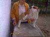 Bulldog, ich bin auch noch da 