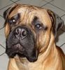 , Bullmastiff 8 Monate alt (69 cm hoch, 59 kg)