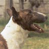 Bullterrier, English Bull Terrier Bullterrier, English Bull Terrier