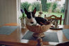 , Ich bin ein Miniatur-Bullterrier
