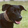 Ca de Bestiar, Perro de Pastor Mallorquin Ca de Bestiar, Perro de Pastor Mallorquin