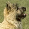 Cairn-Terrier Cairn-Terrier