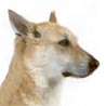Carolina Dog, North American Native Dog Carolina Dog, North American Native Dog