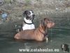 , Wassermania und unsere Catahoulas