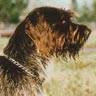 Ceský Fousek, Tschechischer Vorstehhund, Böhmischer Rauhbart Ceský Fousek, Tschechischer Vorstehhund, Böhmischer Rauhbart
