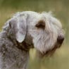 Ceský Terrier, Tschechischer Terrier, Böhmischer Terrier Ceský Terrier, Tschechischer Terrier, Böhmischer Terrier
