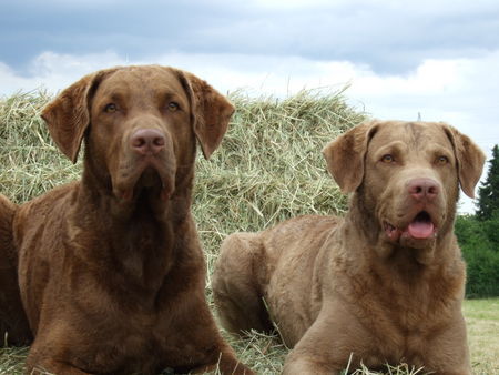 Chesapeake Bay Retriever Fools Farm�s Chesapeake Bay Retriever