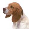 Chien d´Artois