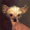 Chinesischer Schopfhund Hairless-Schlag