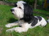 Chinesischer Schopfhund Powderpuff-Schlag, Das ist unser 