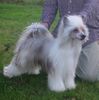 Chinesischer Schopfhund Powderpuff-Schlag, Am. Ch. Shida Idol's Eye