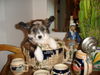 Chinesischer Schopfhund Powderpuff-Schlag, Aphrodita Azurit Jangoljatko