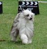 Chinesischer Schopfhund Powderpuff-Schlag, Am. Ch. Shida Idol's Eye