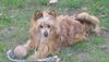 Chinesischer Schopfhund Powderpuff-Schlag, UNsere Cindy
