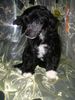 Chinesischer Schopfhund Powderpuff-Schlag, Esmiralda Emili Jangoljatko