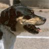 Dänischer Bauernhund
