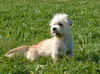 Dandie-Dinmont Terrier