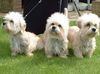 Dandie-Dinmont Terrier, Bahama Brezze,Bill Bones und Bonfire Buddy von Treasue Island 