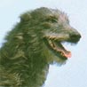 Deerhound