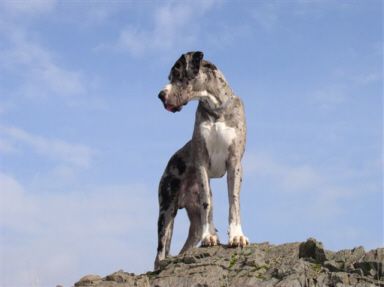 Deutsche Dogge Wilson