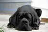 , Unser Monty