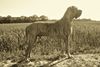 Deutsche Dogge, Die Dogge namens Seppel