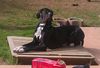 Deutsche Dogge, Otis 