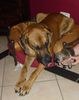 Deutsche Dogge, Sanft