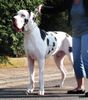 Deutsche Dogge, In Extremo vom White Temple HDA/EDO