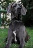 Deutsche Dogge, Bea vom Raufenstein